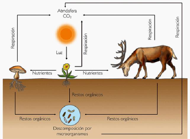El ciclo global del carbono b) Metano (CH4) es otro de los gases invernadero producido por procesos anaeróbicos (deficientes de oxígeno) tales como los cultivos de arrozales o la digestión animal y