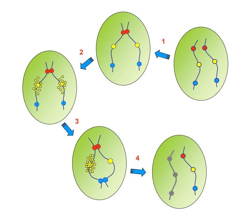 inactivo. Este modelo explica también como se produciría la inactivación de varios cromosomas X, para que se cumpla la regla "n-1" en aquellos casos en los que hay más de dos cromosomas X presentes.