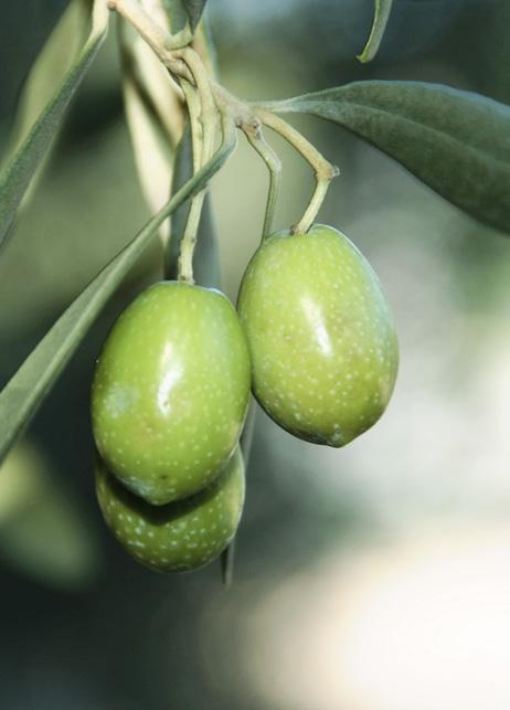 las manos del aceitunero de Canena arrancan del olivo su fruto.