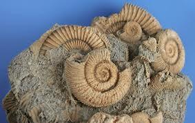 245 Ma 65 Ma ERA MESOZOICA BIOSFERA * Gran diversificación y formación de ecosistemas complejos * Expansión ammonites