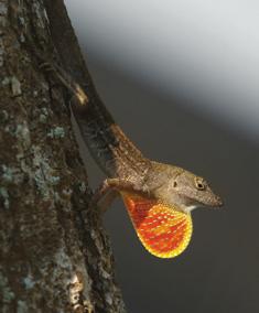 ) del tronco para buscar insectos. El lagartija común (Anolis sagrei) vive cerca de la base del tronco del árbol.