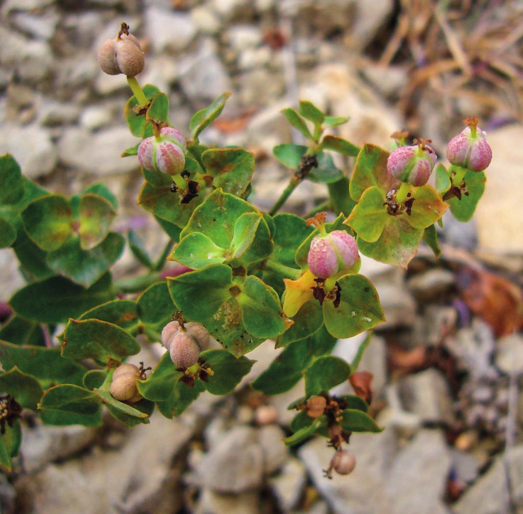 Lechetrezna de Sierra Nevada (Euphorbia nevadensis subsp. nevadensis). Endemismo ibérico que se extiende por el centro, el este y el sudeste de la Península Ibérica.