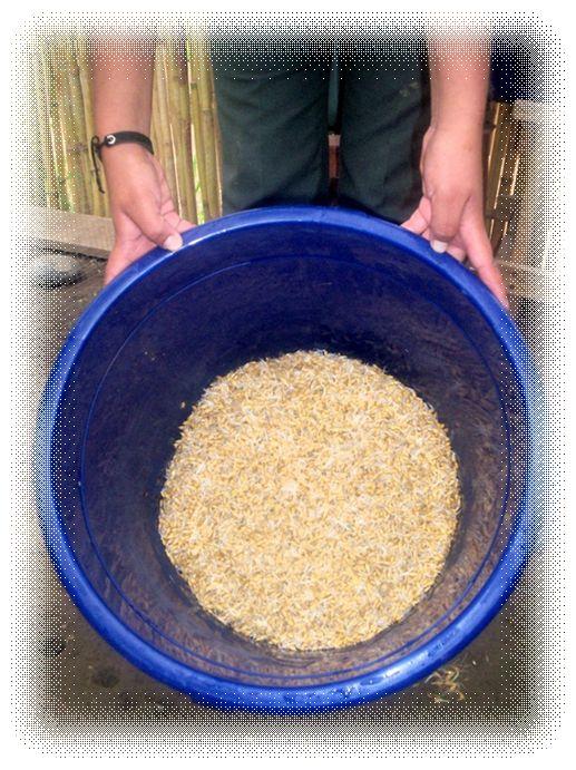 Las semillas se remojan con agua por espacio de 12 a 24 horas, con el objetivo de activar la vida latente del grano e iniciar su