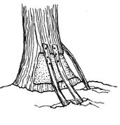 Rejuvenecer árboles en etapa de senectud.