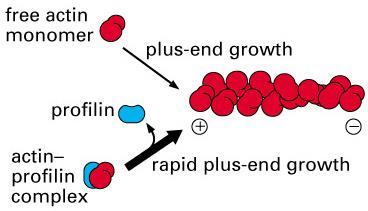 ACTINA: ORGANIZACIÓN MOLECULAR Interacción con otras proteínas La profilina se une al monómero y