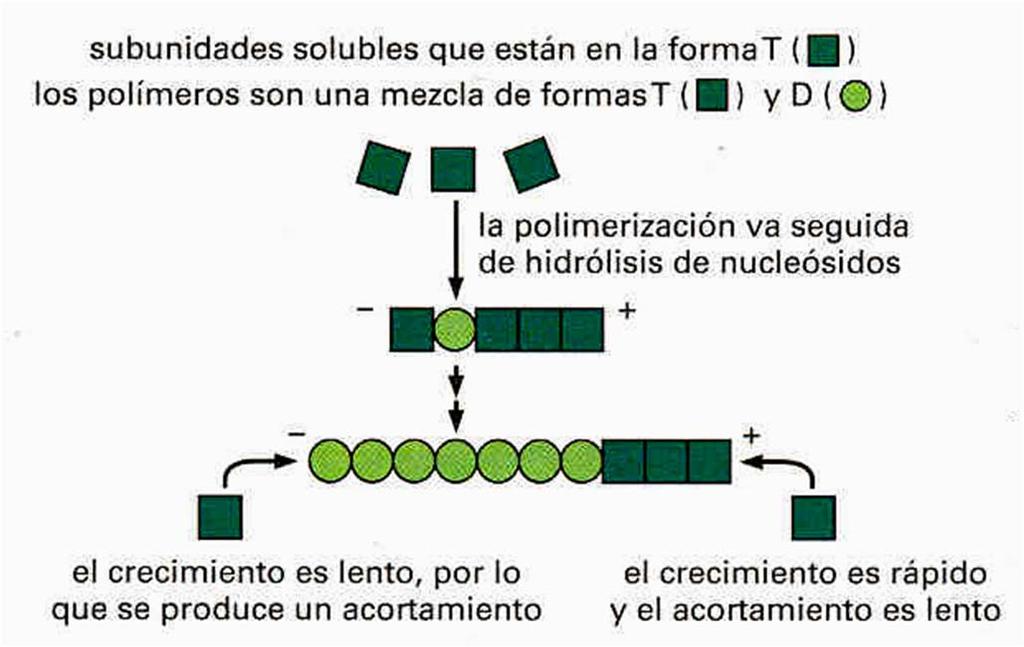 ACTINA: ORGANIZACIÓN MOLECULAR EQUILIBRIO DINAMICO Las subunidades con ATP unido a ellas polimerizan en ambos extremos del filamento en crecimiento.