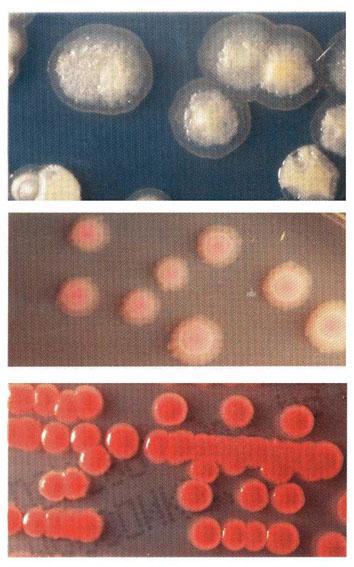 Morfología de colonias: Morfología macroscópica Clasificación e Identificación bacteriana Cultivo puro Morfología de colonia y de tinción de Gram Propiedades Bioquímicas Propiedades Antigénicas