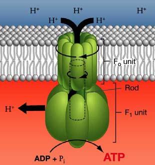 potenciales de membrana (bombeo de iones H +, Na +,etc.