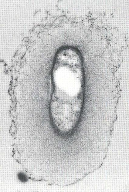 Componentes Externos Exopolisacáridos (Glicocálix): Capa o cubierta de polisacáridos que se dispone por fuera de la pared celular de bacterias Gram (+) y Gram (-) Cápsula - Unión firme a la bacteria
