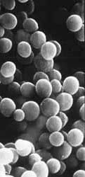 bacterianas Esférica (Cocos,