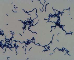 bacterianas Cadena