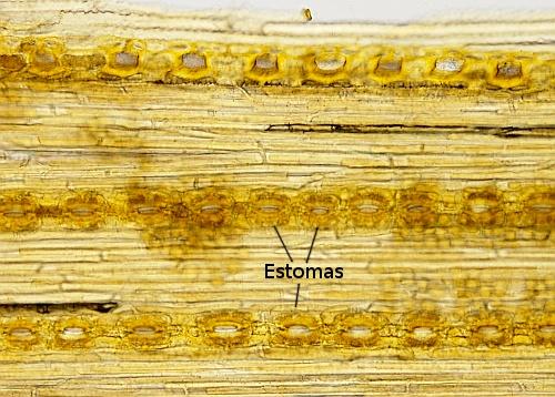 Tejidos vegetales. Protección. 18 Imágenes obtenidas con un microscopio electrónico de barrido de la superficie de una hoja de kiwi.