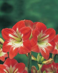 Estriado Rojo-Blanco Bulbo flor Amarilis natural 1 unidad PORTES INCLUIDOS