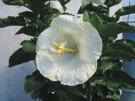 Producción de Tulipán Hibiscus rosa-sinensis en Morelos - PDF Free Download