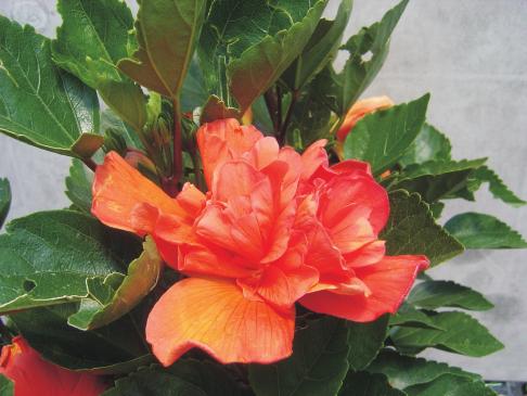 Producción de Tulipán Hibiscus rosa-sinensis en Morelos - PDF Free Download