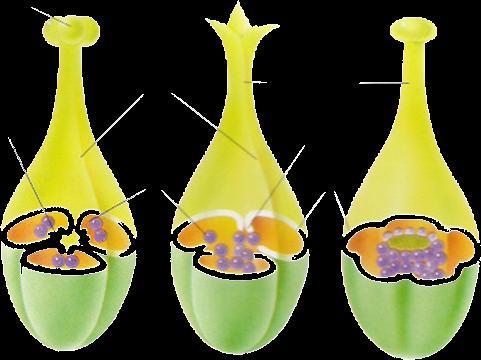Angiospermas (plantas con flores) Angio = recipiente, receptáculo. Sperma = semilla.