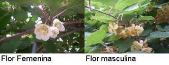 Plantas monóicas: Tienen flores unisexuales masculinas y femeninas en la misma planta,