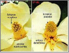 Protoginia Cuando el gineceo madura antes que el androceo, las flores son protóginas. En éste caso, la flor funciona primero como flor femenina y luego como flor masculina.