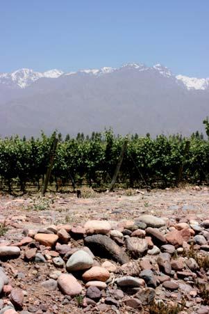 Cabernet Sauvignon rançois y su hermano comenzaron a hacer vino en Argentina en 1992 como consultores de Nicolás Catena.