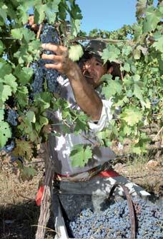 Muchas grandes marcas de vinos han venido a instalarse en el Valle de Uco y hoy es la región vitícola de la que más se habla no solo