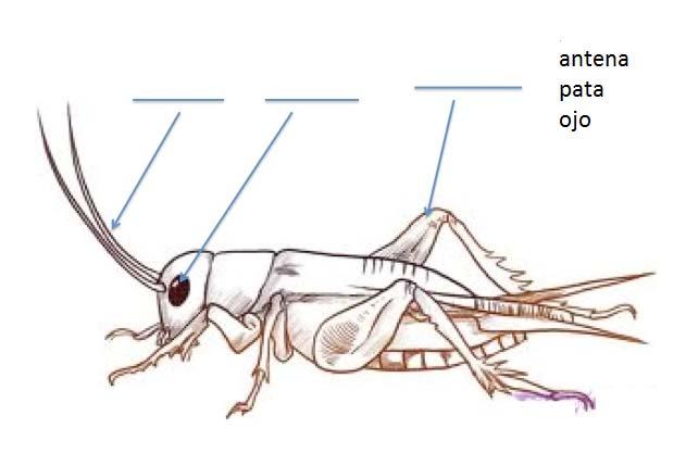 3. Los insectos tienen muchas estructuras que les ayudan a sobrevivir.