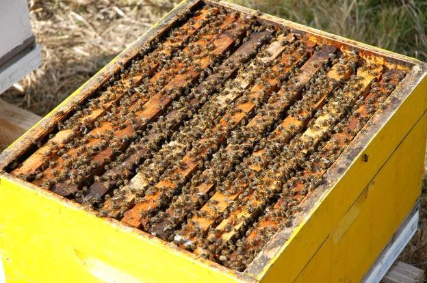 verano y otoño Población de abejas Panales con