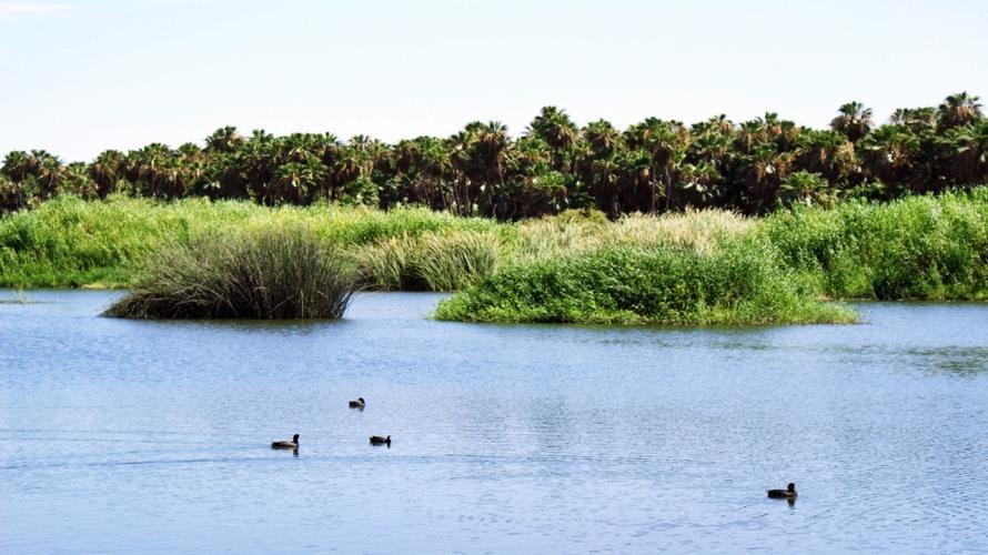 I N F O R M A C I Ó N E S T R A T É G I C A 2015 La Zona Sujeta a Conservación Ecológica Estero de San José del Cabo (473 has) es considerado como el único cuerpo de agua litoral con características