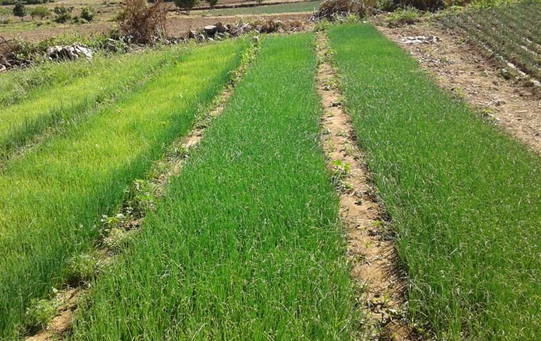 Desarrollo y cosecha de hortalizas valles mesotérmicos de Santa Cruz Sorgo afectado por sequia, campaña de invierno 2016, Santa Cruz Las temperaturas, se incrementaron en el día y
