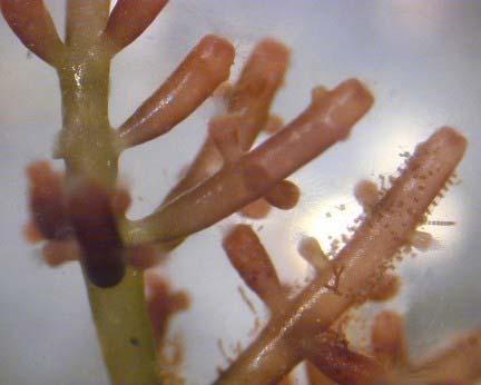 Existen reportadas alrededor de 843 especies de macroalgas marinas y son las algas rojas