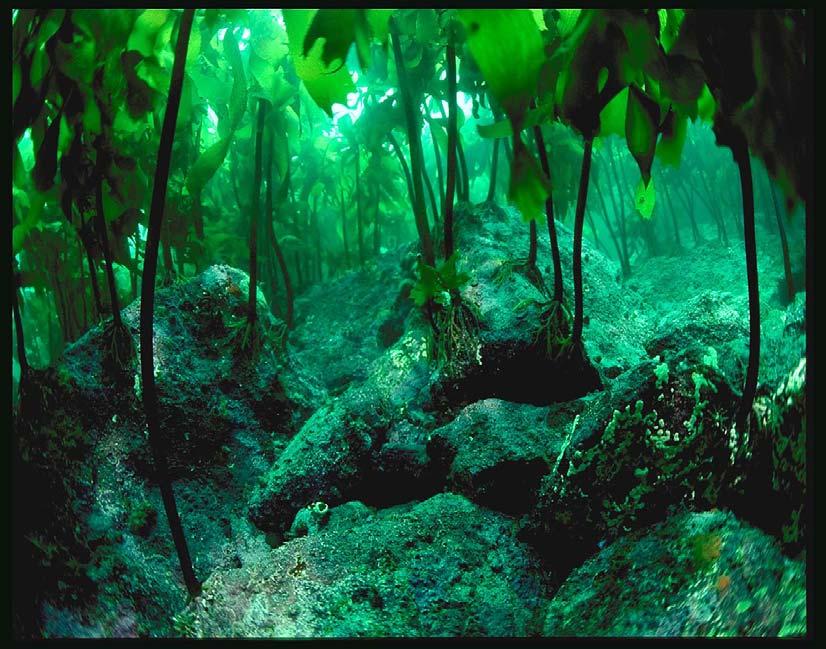 Los talos de las algas, son de formas variadas, y generalmente están adaptados para vivir en aguas poco profundas de las