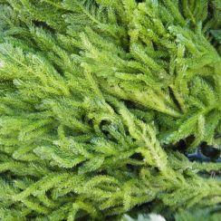 CHLOROPHYTA (algas verdes) Cosmopolitas, pero más
