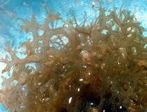 PHAEOPHYTA (algas pardo café) Casi exclusivamente marinas. Seis géneros en aguas continentales.