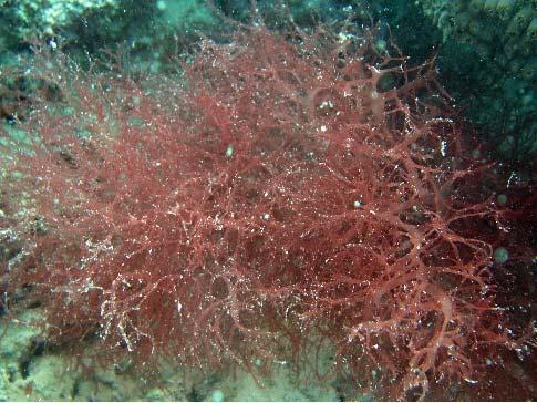 RHODOPHYTA (algas rojas) Principalmente marinas, mayor frecuencia y diversidad en mares tropicales y
