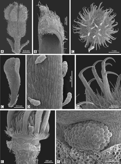 BONPLANDIA 15(3-4). 2006 Fig. 2. Fotomicrografías de Triumfetta rhomboidea. A: botón floral. B: porción apical del sépalo. C: pétalo, cara adaxial, se aprecian pelos glandulares.