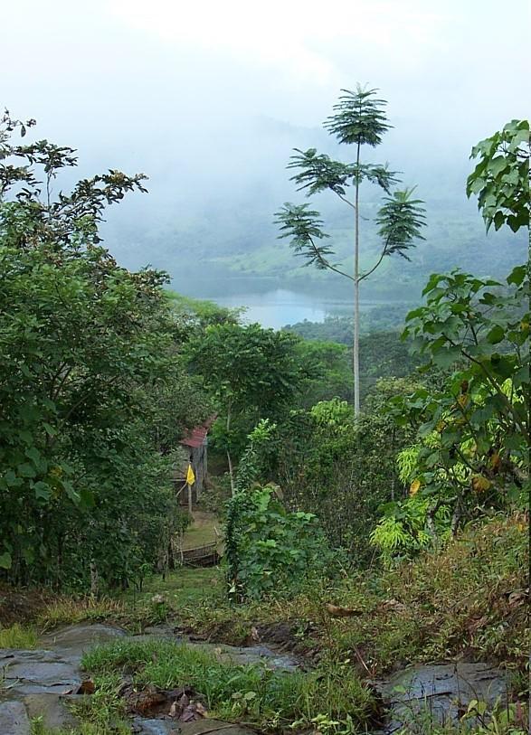 Biocorredor Agroforestal Café Cacao Ubicación: Provincias de Guayas, Los Ríos y Manabí, e integra a 7 cantones (Portoviejo, Santa Ana, Pichincha, Buena Fé, El Empalme, Mocache y Quevedo) y 12
