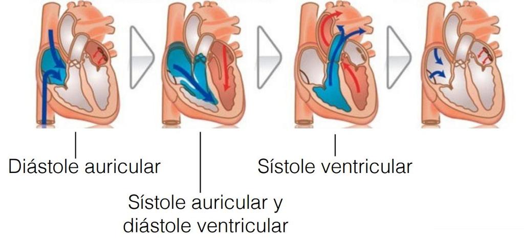 Latido cardiaco: El corazón se contrae rítmicamente. El movimiento del corazón produce el latido cardiaco que consta de dos movimientos: sístole (contracción) y diástole (relajación).