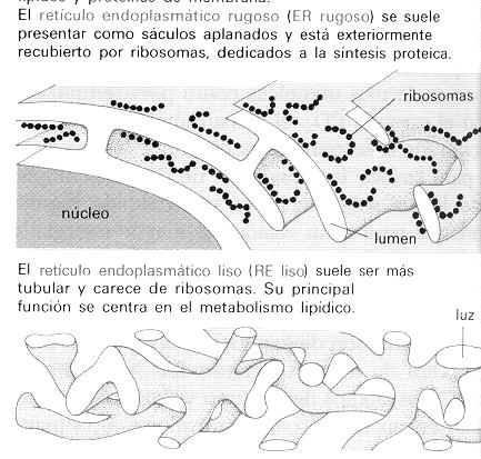SISTEMAS DE MEMBRANAS CELULARES I.- El retículo endoplasmático (R.E.).