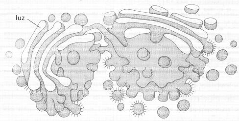 Está constituído por una serie de sacos membranosos aplanados, dispuestos paralelamente (dictiosoma), rodeados por una serie de vesículas membranosas de forma más o menos esférica.