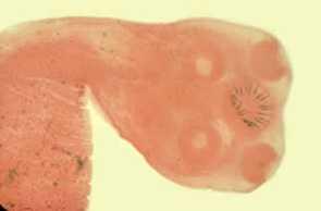 forman tejidos), otros células están muy bien organizadas en tejidos, como el plexo nervioso que se forma en los Cnidarios.