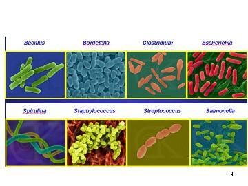 Reino Moneras Incluye diversos tipos de bacterias con diferentes modos de metabolismo (autótrofo, heterótrofo, aerobio, anaerobio) y distintos modos de