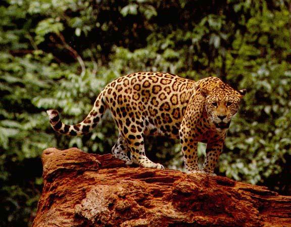 Chamela Cuitzmala Actualmente decretada como reserva de la biosfera, alberga una gran cantidad de especies de mamíferos, en la misma se han registrado especies que se encuentran en peligro como el