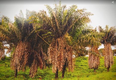 EL MERCADO 1 EE.UU. no cuenta con bosques de Cade, por lo tanto no hay recolección de tagua ni creación de productos semi-elaborados.