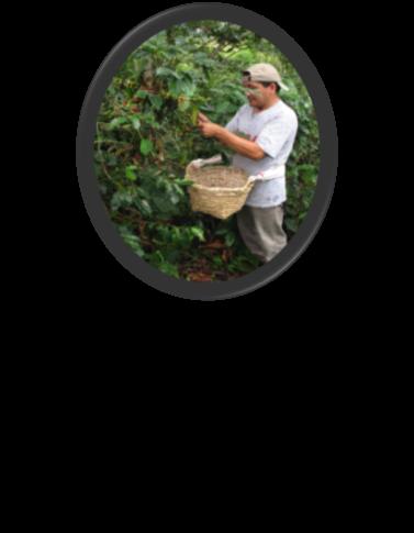 agrícola de café se incrementó en