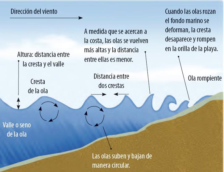 movimiento de las aguas LAS OLAS Las olas son ondulaciones de la superficie del mar producidas por el viento.