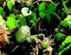 ceas (algas rojas o División Rhodophyta), clorofíceas (algas verdes o División Chlorophyta), feofíceas o División Ochrophyta) y angiospermas (División Magnoliophyta), estas últimas también conocidas