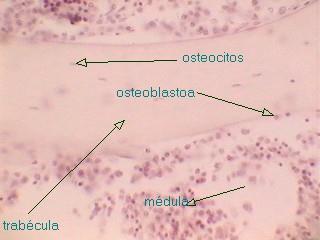 osteoblastos Son células que secretan la matriz extracelular del tejido oseo; Una