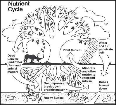 LAS PROPIEDADES DIFERENTES DEL SUELO NUTRIENTES DEL SUELO Nutrientes del suelo/materia orgánica Son componentes importantísimos de la estructura del suelo Agrega e interactúa con las partículas del