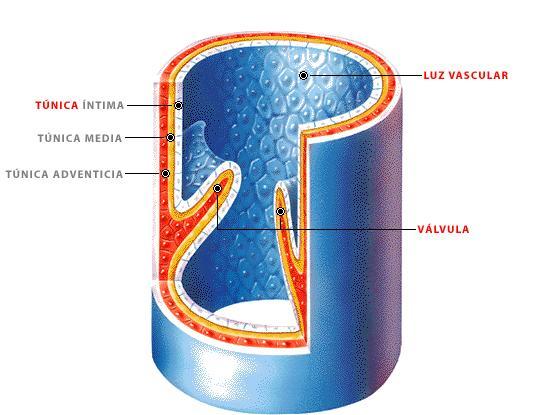 Clasificación y capas de las venas A. Vénulas: vénulas poscapilares y vénulas musculares. Diámetro mínimo de 0.1mm B. Venas pequeñas: diámetro menos de 1 mm C.