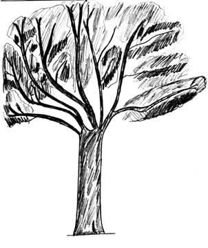 MEDICIÓN DE ALTURAS DE ÁRBOLES ápice Altura del árbol: longitud existente entre la base del árbol y su