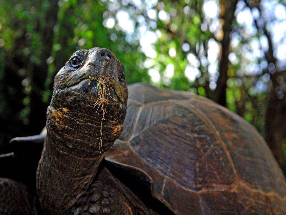 36 especies endémicas, incluyendo la tortuga gigante,